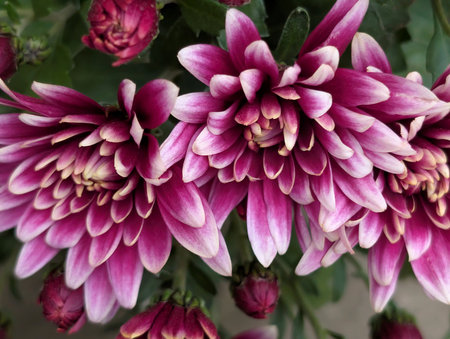 Pink chrysanthemum flowers in the garden, stock photo