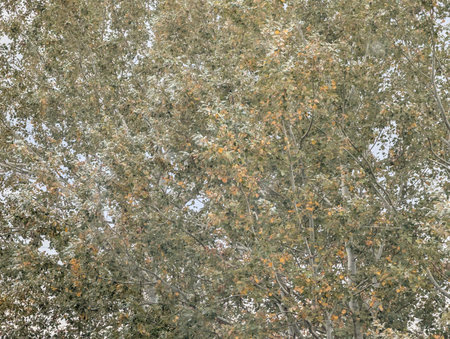 birch tree with autumn leaves in the fall, natural background