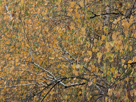 Birch trees with yellow and green leaves in autumn, close up