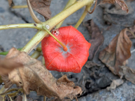 Red flower on the ground in the garden.の写真素材