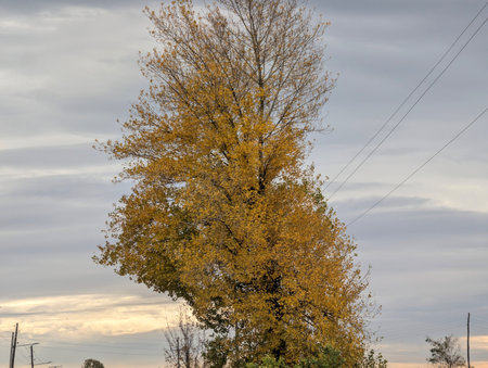 Autumn tree with yellow leaves against the background of a cloudy skyの写真素材