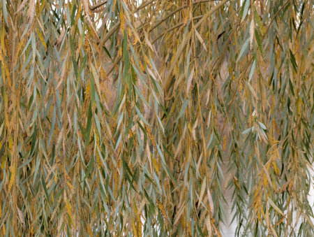 Willow branches with yellow leaves on the background of a white wall