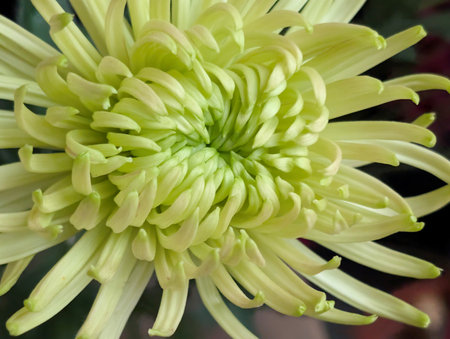 Green chrysanthemum flower close-up, natural backgroundの写真素材