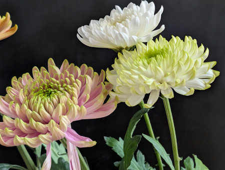 chrysanthemum flowers isolated on black background, close upの写真素材