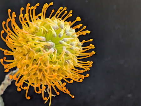 Yellow pincushion protea flower on black background, closeupの写真素材