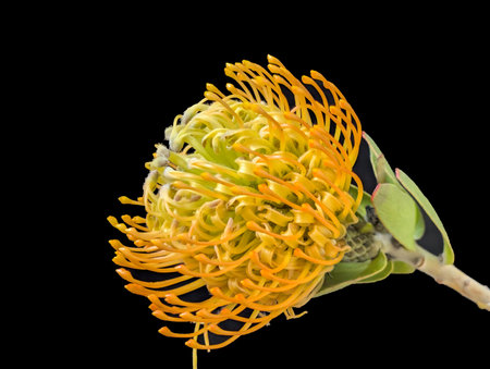 Pincushion protea isolated on black background with clipping pathの写真素材