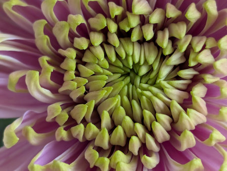 Close up of a pink chrysanthemum flower in bloomの写真素材