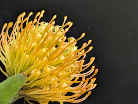 Yellow pincushion protea flower isolated on black background.の写真素材