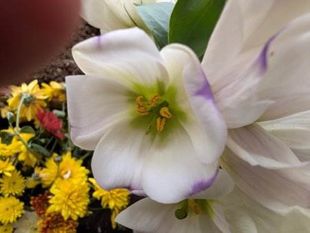 White tulip and yellow chrysanthemum flower close upの写真素材