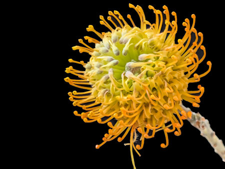 Yellow pincushion protea flower isolated on a black backgroundの写真素材