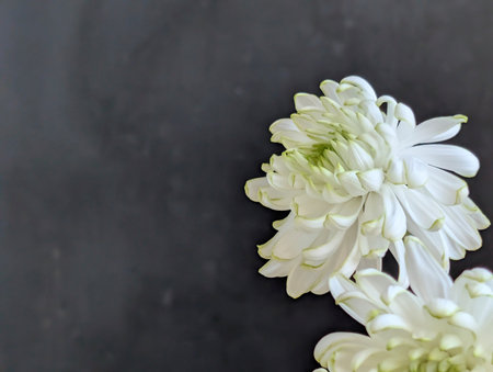 White chrysanthemum flower on black background, copy spaceの写真素材