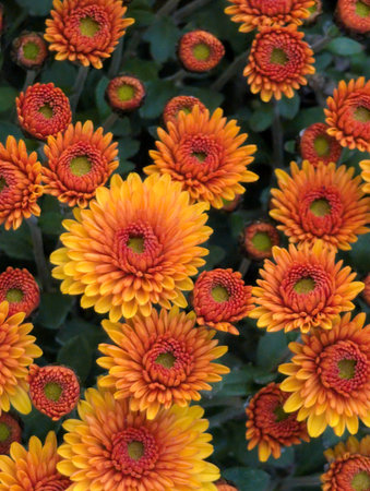 Orange chrysanthemums in a flowerbed in the garden