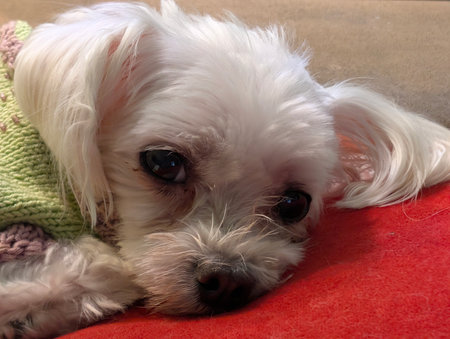 A white Maltese puppy lying on a red blanket with a knitted scarf.