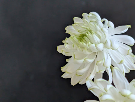 White chrysanthemum on a black background. Place for text.の写真素材