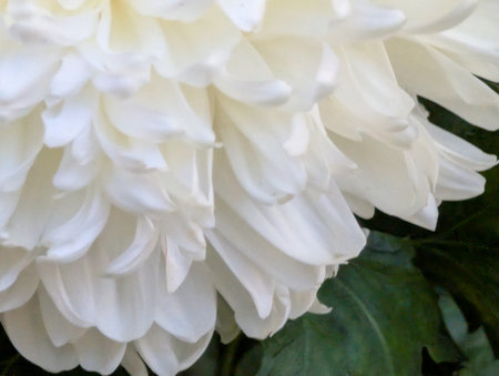 White chrysanthemum flower close up. Natural floral backgroundの写真素材