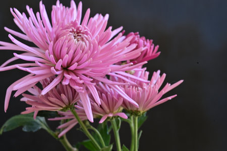 Pink chrysanthemum flowers on a black background close upの写真素材