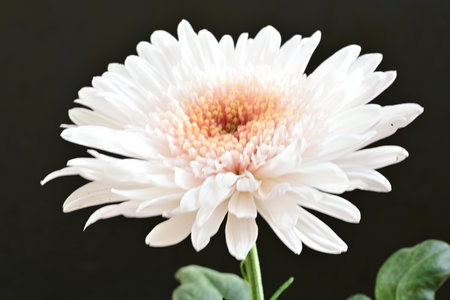 Beautiful white chrysanthemum flower on black background.の写真素材