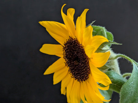 Sunflower on a black background. Close-up, selective focus.の写真素材