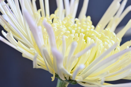 Chrysanthemum flower isolated on white background, close upの写真素材