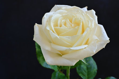 Beautiful white rose on black background. Close-up, selective focus.の写真素材