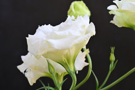 Beautiful white flowers on black background, closeupの写真素材