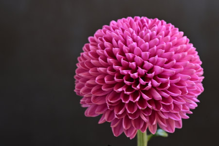 Pink chrysanthemum flower on black background, close upの写真素材