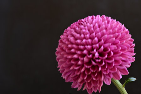 pink chrysanthemum on a black background close upの写真素材