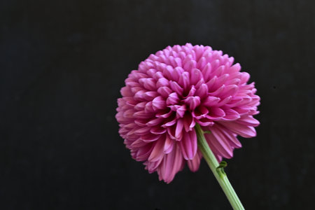 Pink chrysanthemum flower on black background, closeupの写真素材