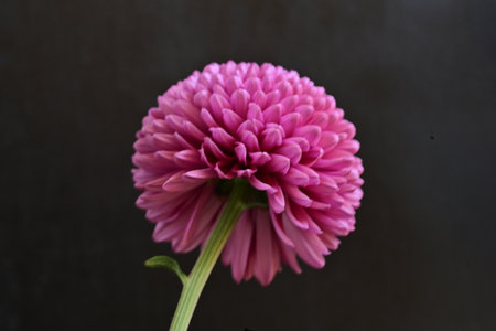 Pink chrysanthemum flower on a black background. Selective focus.の写真素材
