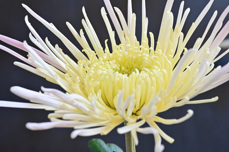 chrysanthemum very nice colorful autumn garden flower close upの写真素材
