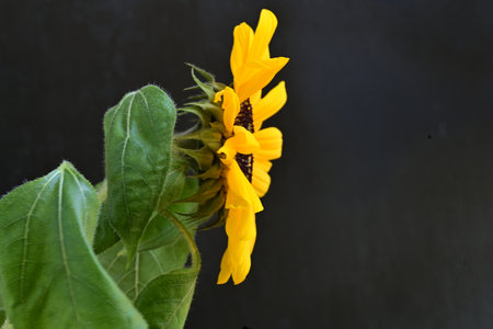 Sunflower on a black background. Shallow depth of field.の写真素材