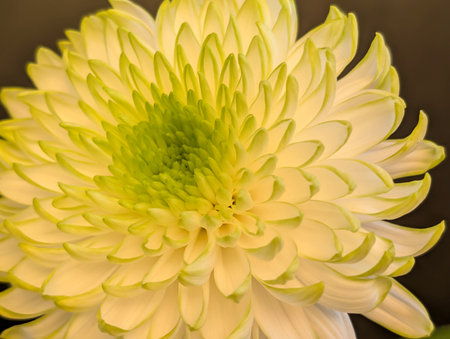 Yellow chrysanthemum closeup. Shallow depth of fieldの写真素材