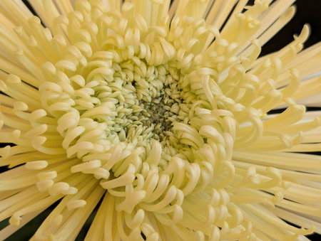 Yellow chrysanthemum flower closeup. Macro photography.の写真素材