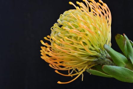 Close up of protea flower on black background with copy space.の写真素材