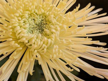 Chrysanthemum flower in the garden, close up.の写真素材