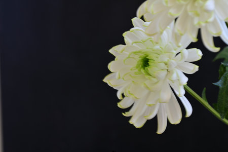 White chrysanthemum on a black background with copy spaceの写真素材
