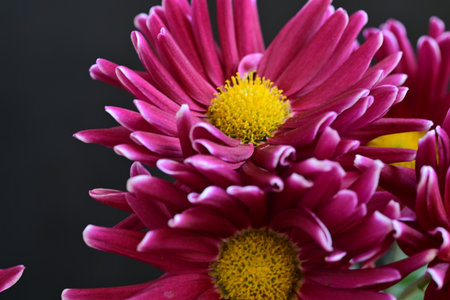 Pink chrysanthemum on a black background. Close-upの写真素材