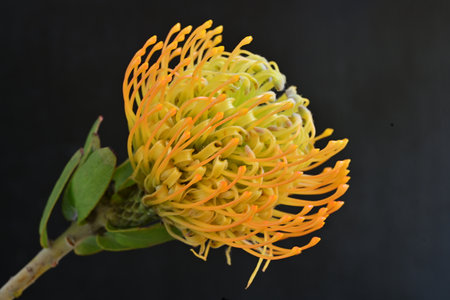 Yellow pincushion protea flower isolated on black background.