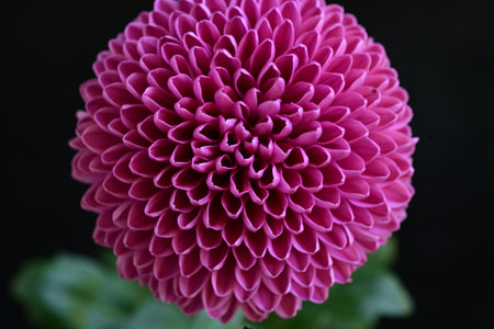 Beautiful pink dahlia flower on black background, closeup