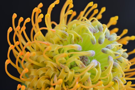 Macro shot of a yellow pincushion protea flowerの写真素材