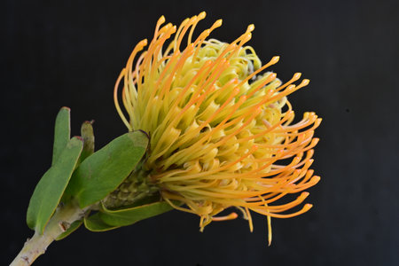 yellow pincushion protea flower isolated on a black background