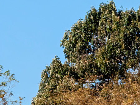Trees and blue sky in the park, closeup of photoの写真素材