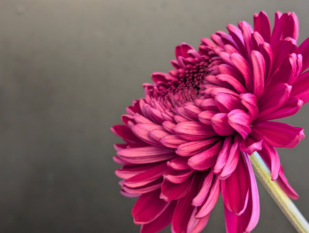 Pink chrysanthemum flower on a gray background close-upの写真素材