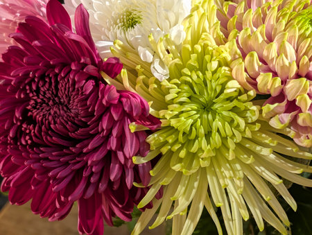 Colorful chrysanthemum flowers closeup as a backgroundの写真素材