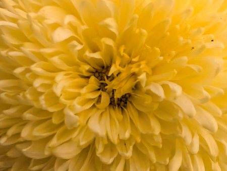 Yellow chrysanthemum flower macro close up. Selective focusの写真素材