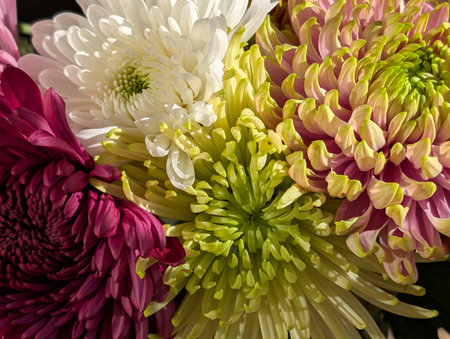 colorful chrysanthemum flowers close up in the sunshineの写真素材