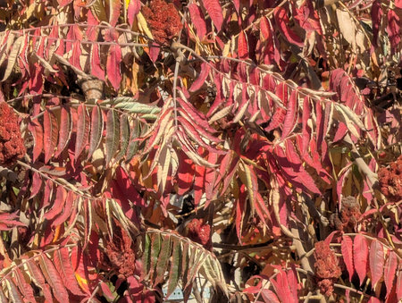 Red leaves of a rowan tree in autumn, close-up