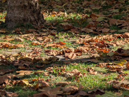 Fallen leaves on the ground in the park. Autumn background.の写真素材