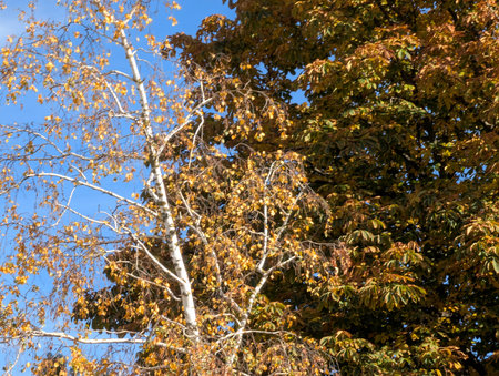 Autumn trees with yellow leaves against the blue sky in the park