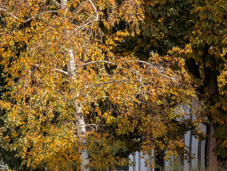 Tree with yellow leaves in autumn in the city park. Autumn background.